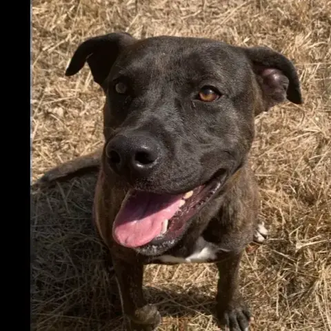 Tino