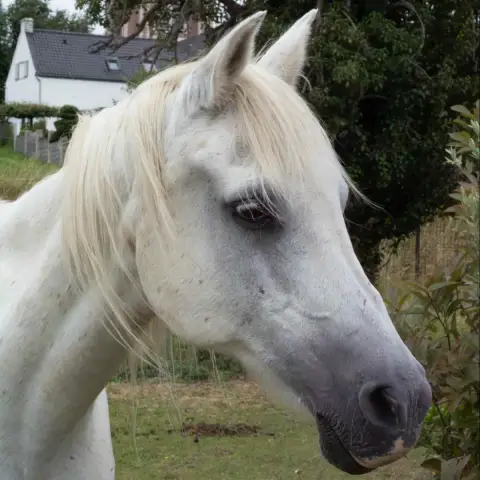Radja photo 2