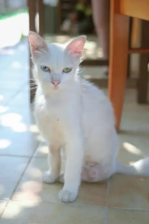 Coco
