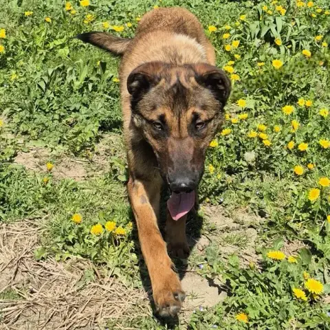 Maestro