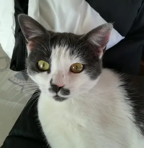 Shoupette photo 3