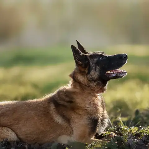 Narko photo 2