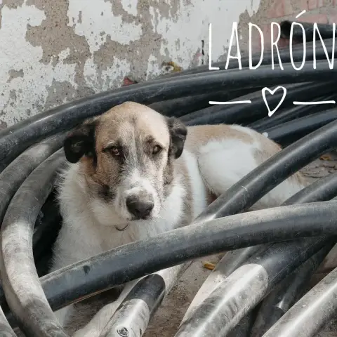 Ladron photo 3