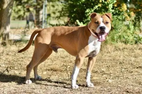 Sultan photo 2