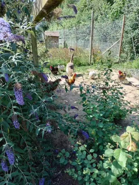 Nuggets photo 2