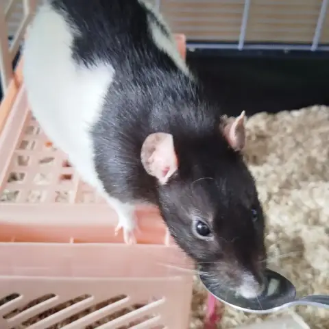 Ratatouille photo 2