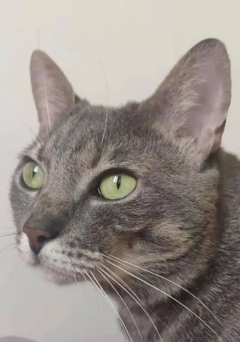Pedro