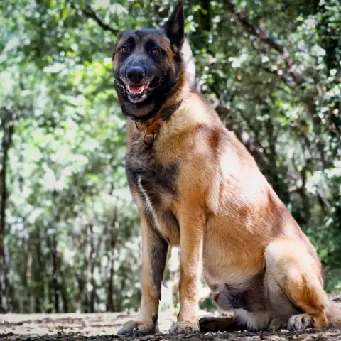 Simba photo 3