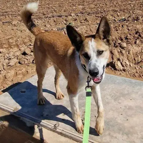 Rocko photo 2