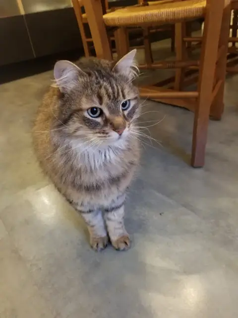 Tiki