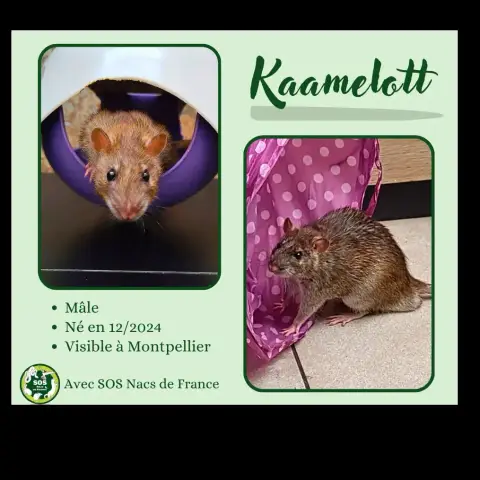Kaamelott photo 3