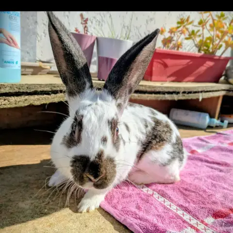 Zorro