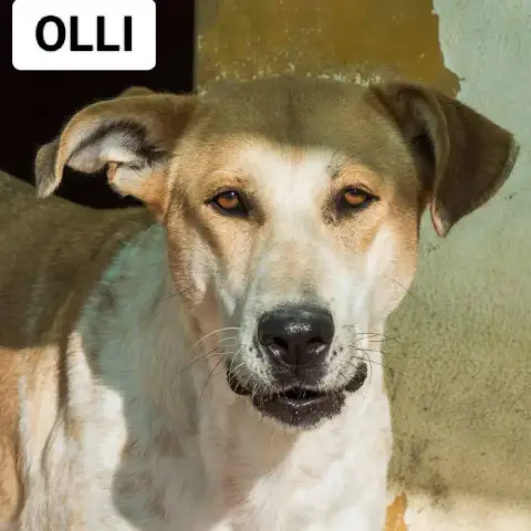Olli photo 2