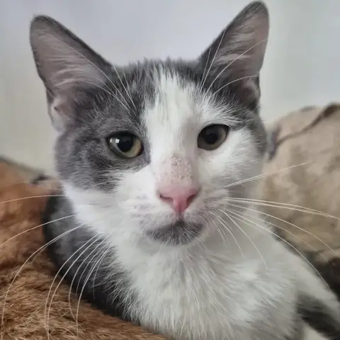 Alfred