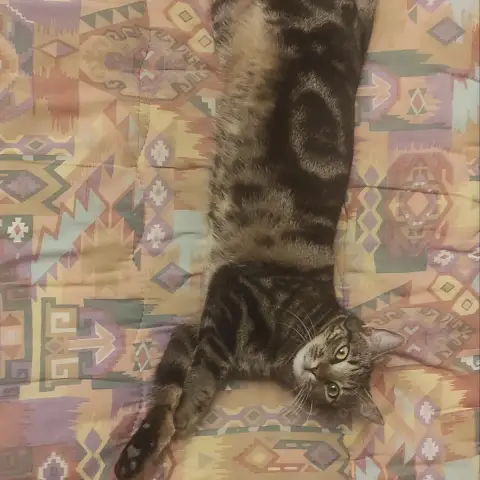 Léon