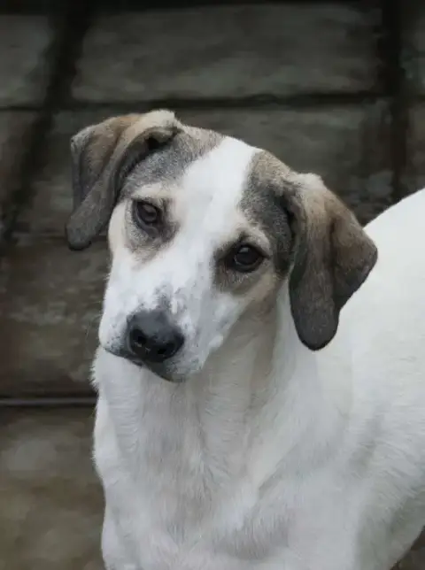 Alonzo