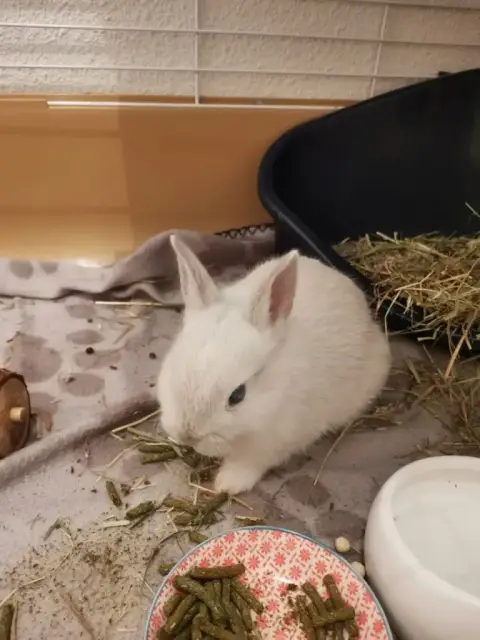 Milo photo 3