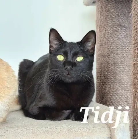 Tidji