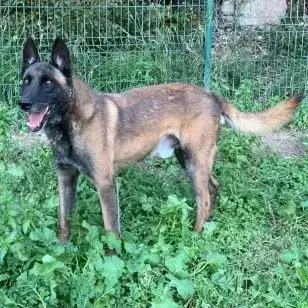 Niro
