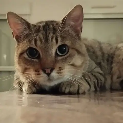 Tichat