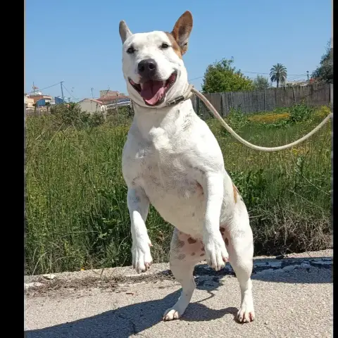 Chula photo 2