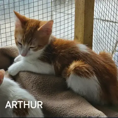 Arthur