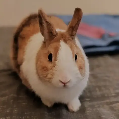 Rocky