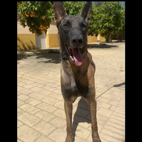 Kairo photo 3