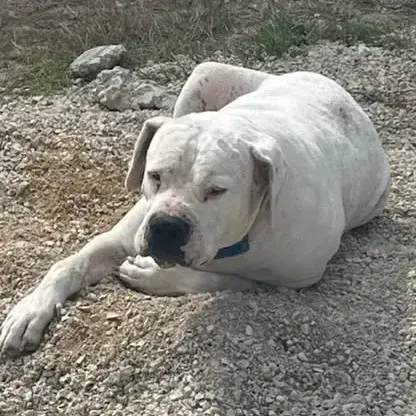 Odin