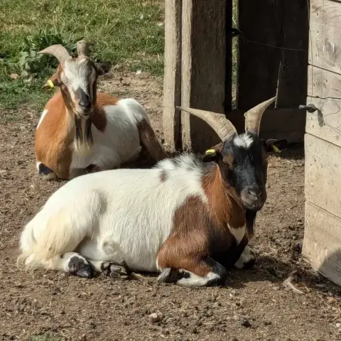 Oryx Et Padrig