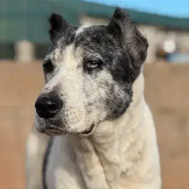 Tika photo 2