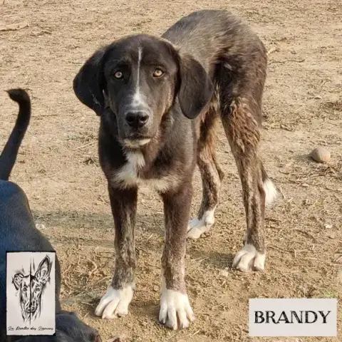Brandy photo 2