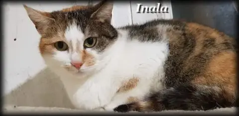 Inala photo 2