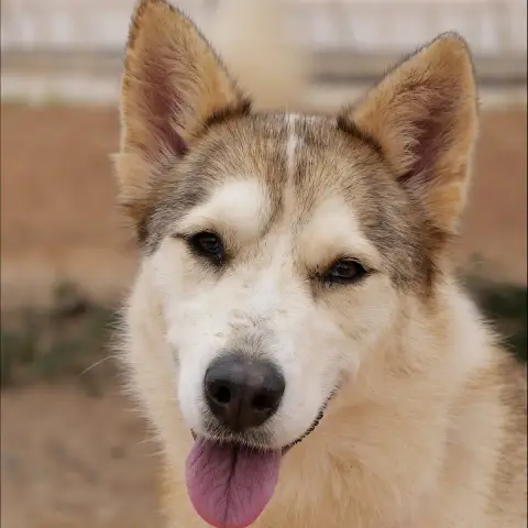 Yakira