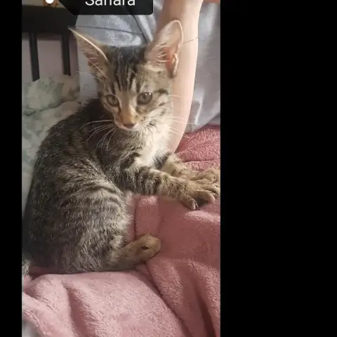 Sahara