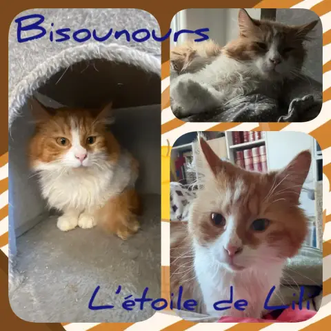 Bisounours