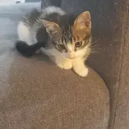Angel