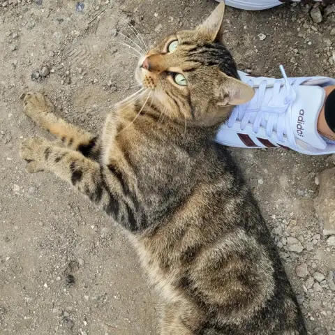 Simba photo 3
