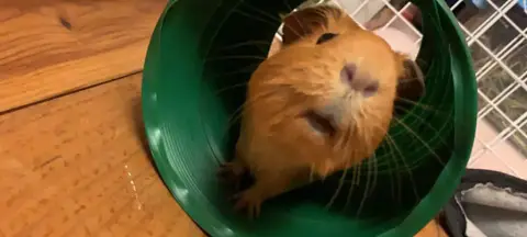 Pumba