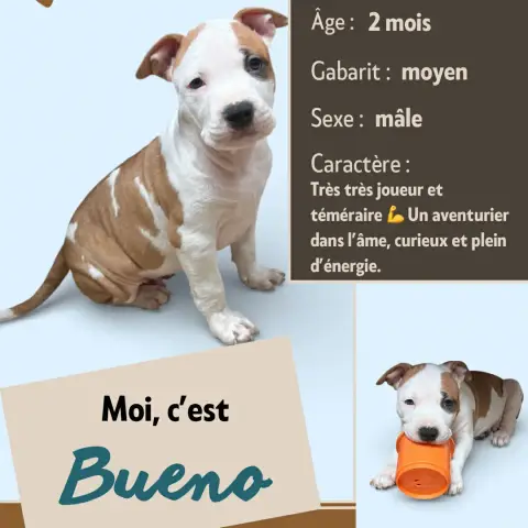 Balou photo 2