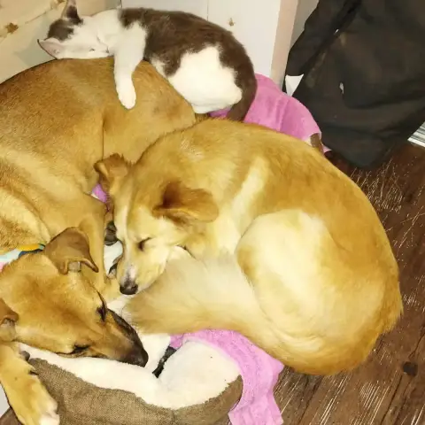 Crème photo 2
