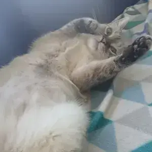 Lilicat
