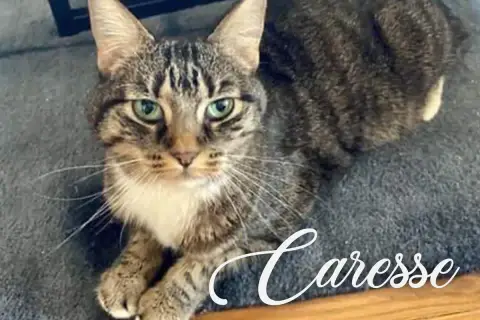 Caresse