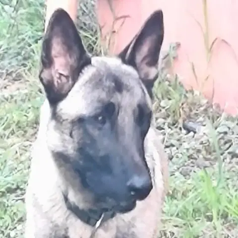 Zorro photo 2