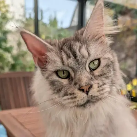 Taïga