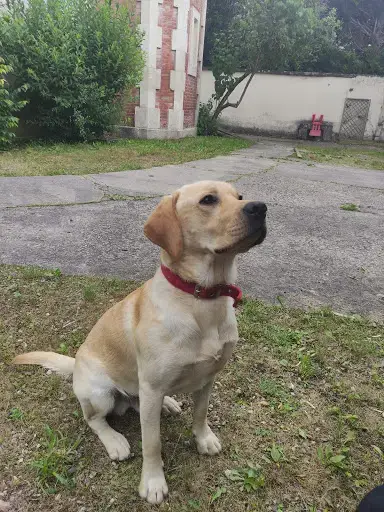 Labrador photo 2