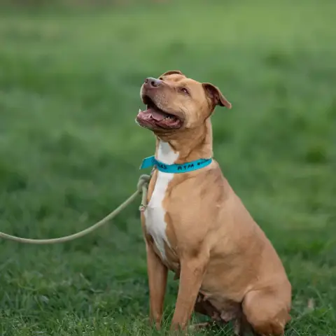 Nala photo 2