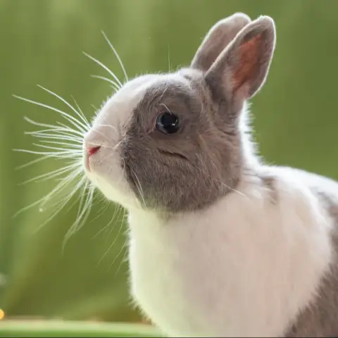 Stuart