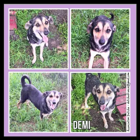 Demi