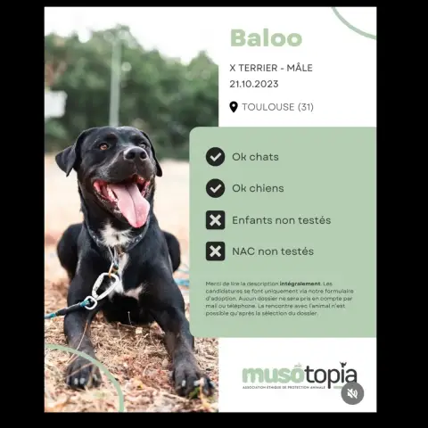 Baloo